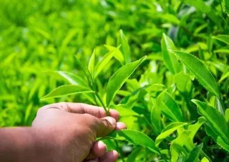 如何一步步鉴别茶叶品质？