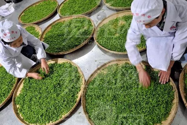 发酵你知多少？98%的人对茶叶的发酵存在误解！