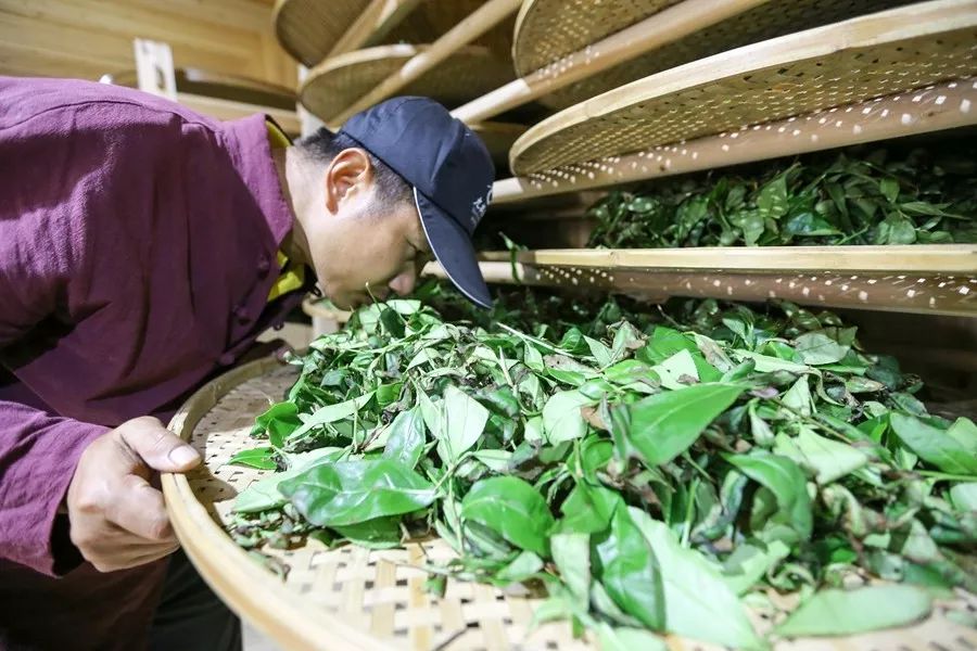 武夷山-岩茶属于什么茶？怎么制作