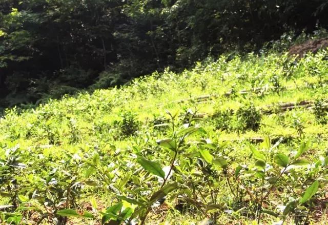 【徽茶·百科】茶园施肥的四大方法