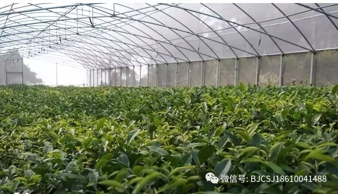【茶园管理】山东日照茶区研发推出茶叶生产“一棚多用”技术