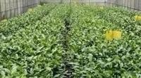 【茶园管理】山东日照茶区研发推出茶叶生产“一棚多用”技术
