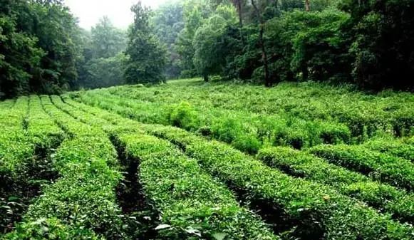 茶树的生长周期（以栽培型茶树为例讲解）
