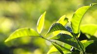 茶产业应防控“六大风险”