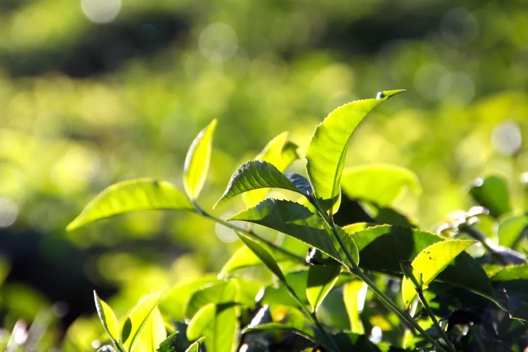 茶产业应防控“六大风险”