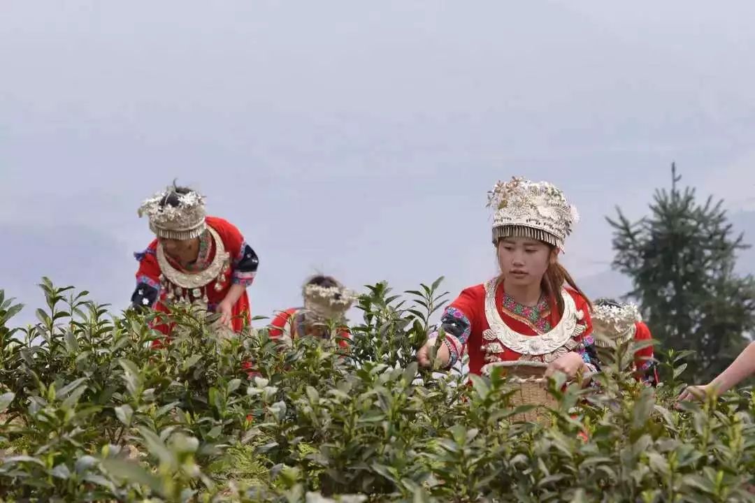 双手采茶：贵州茶山上的蝶舞