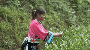 双手采茶：贵州茶山上的蝶舞