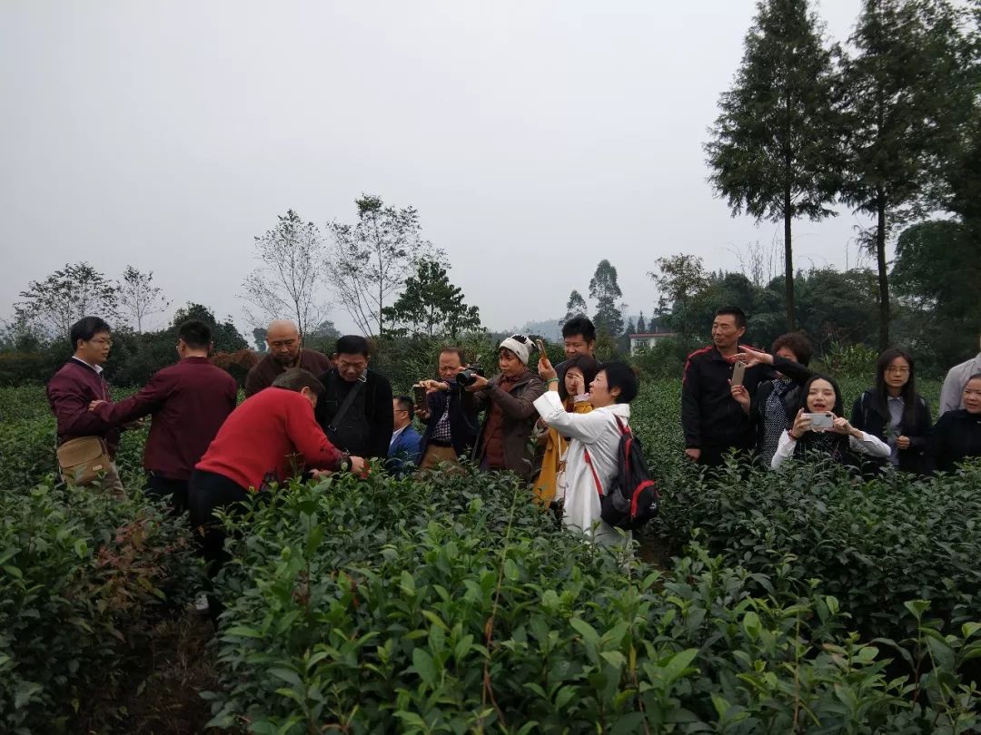 科技川茶:藏茶原料采收模式及配套栽培技术研究