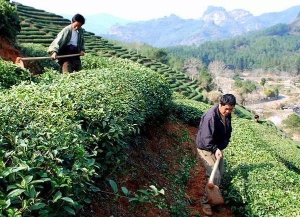 如何判断适合种茶的土壤？小白都能学会！