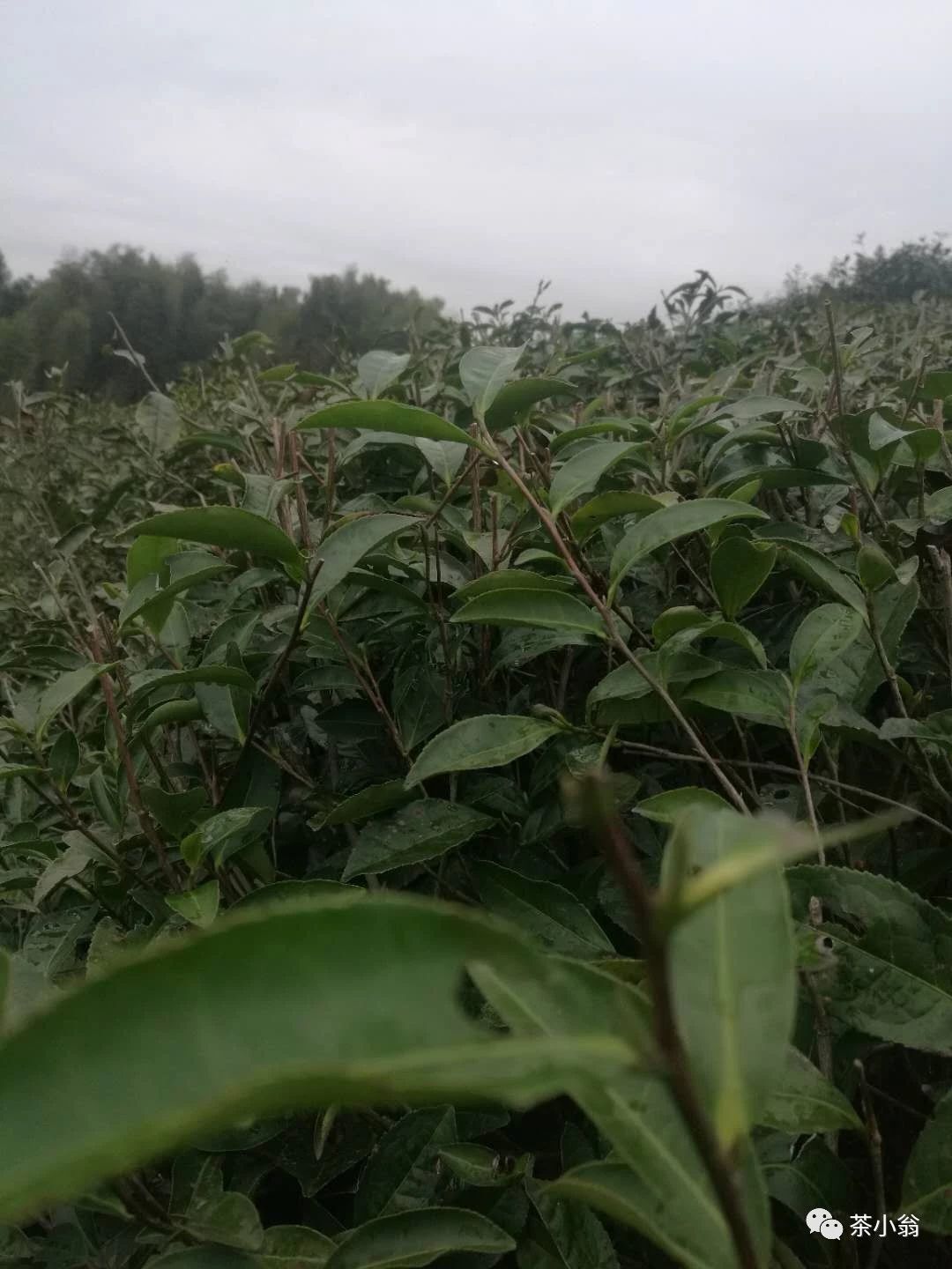 福鼎有哪些主要茶树品种？