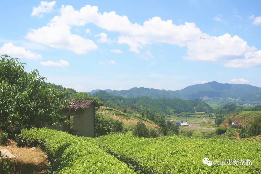 头条--武夷山茶产业四大产茶县的未来想法