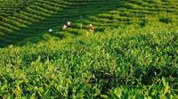 中国三大茶都，都是以茶业闻名全中国，你知道是哪吗？