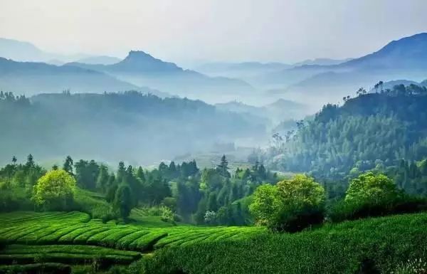 茶|北纬30°与中国茶的未解之谜