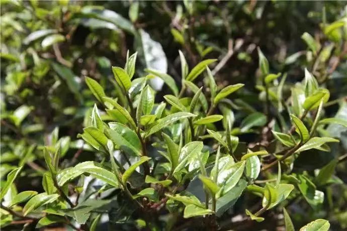乔木？灌木？茶树类型到底有多少种？