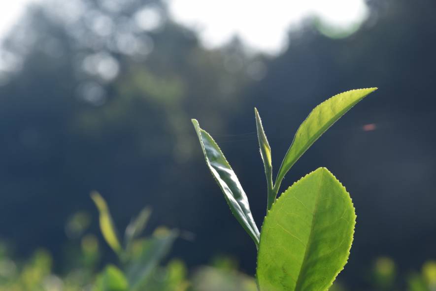 【徽茶·百科】茶园土壤铺草覆盖的五大好处