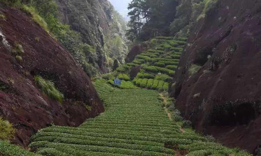 为什么除了武夷山其他地方都无法出产岩茶