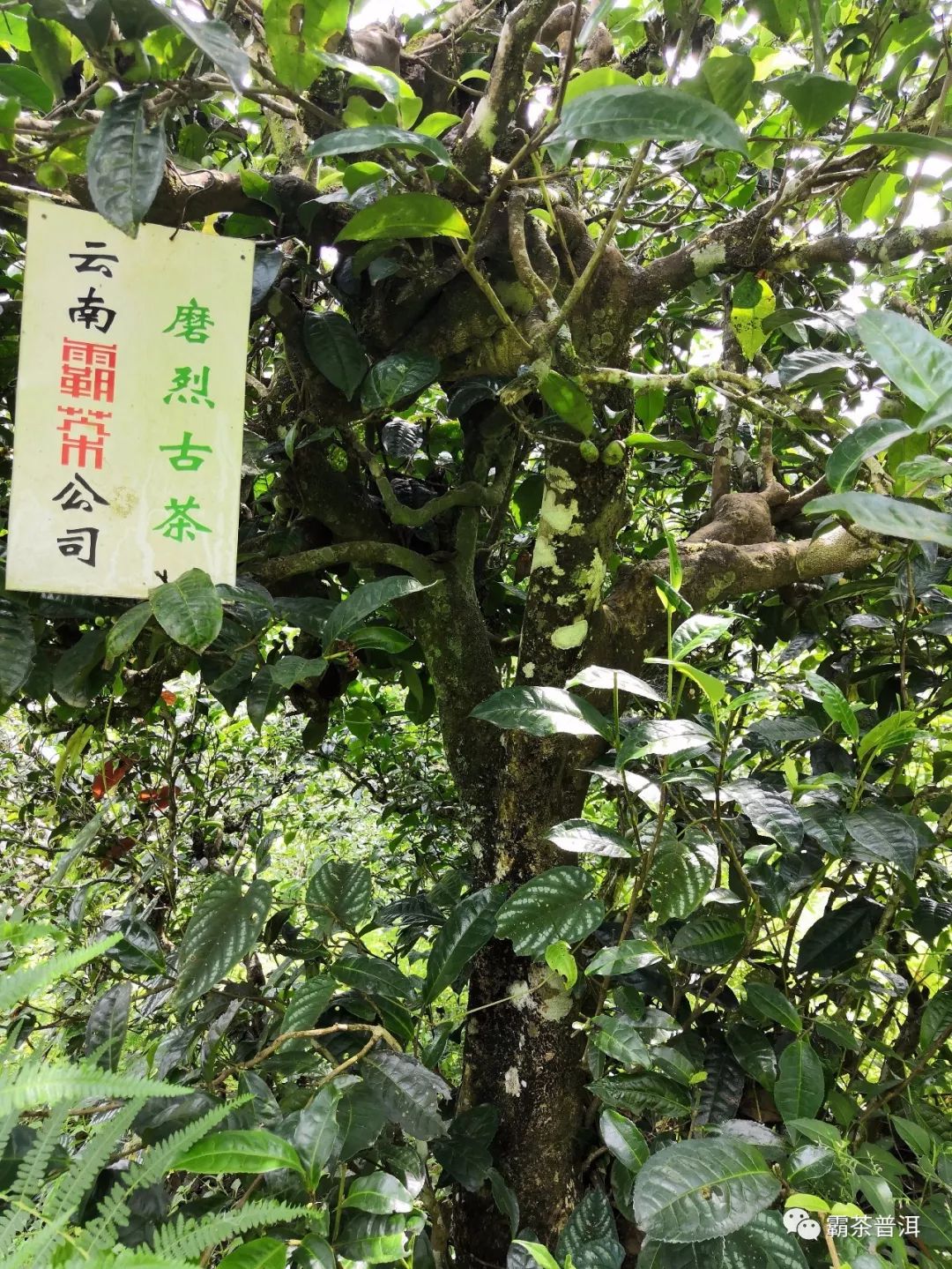磨烈—清泉湖上竹里茶