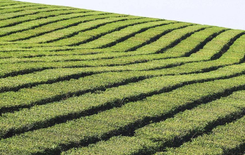 阿根廷茶产业的发展状况
