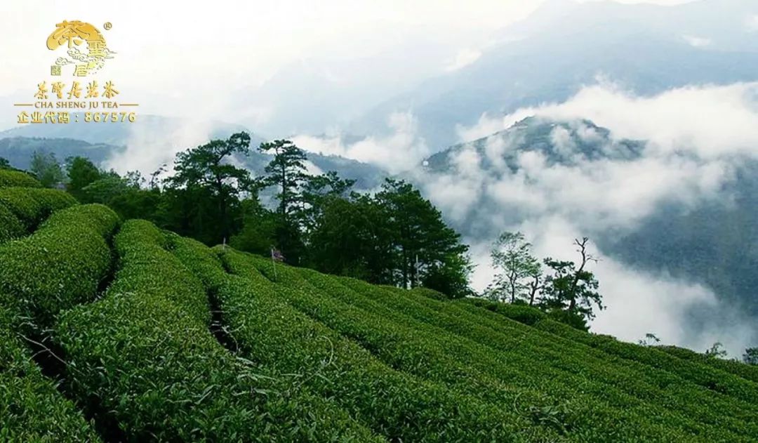 好茶都产自优质的产地——台湾有机高山茶园