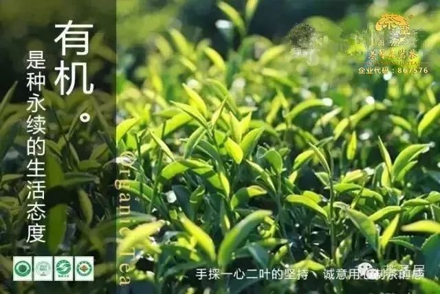 好茶都产自优质的产地——台湾有机高山茶园