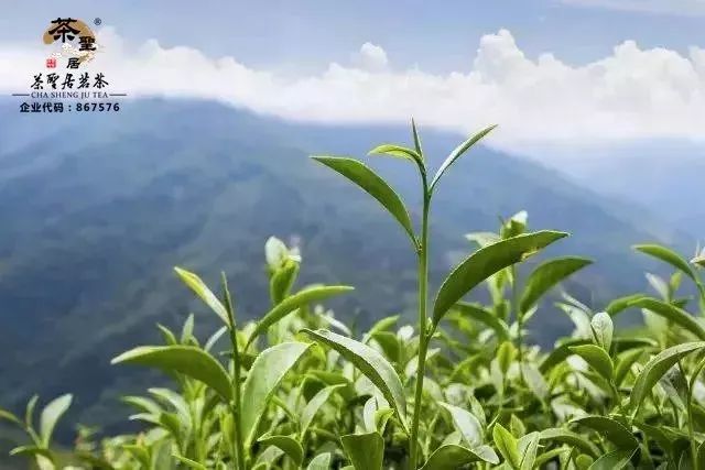 梨山，海拔2000米以上的的高山茶区