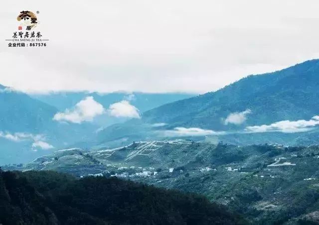 梨山，海拔2000米以上的的高山茶区