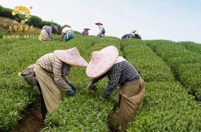 茶聖居士说，原生态环境造就天然好茶