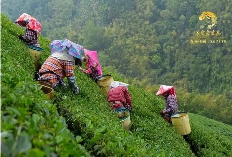 茶聖居士说，原生态环境造就天然好茶