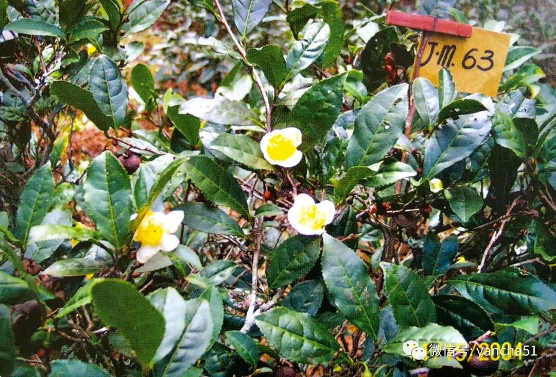 罗盛财：武夷茶区现今栽培的品种资源库
