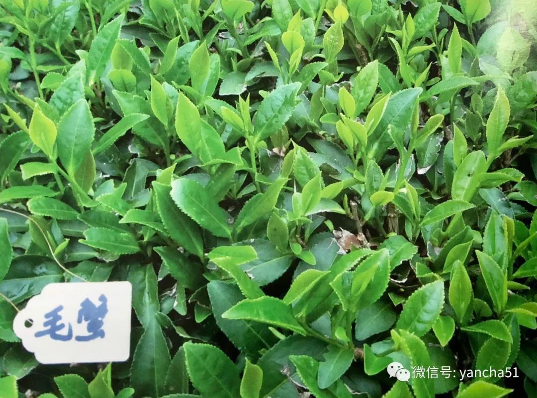 罗盛财：武夷茶区现今栽培的品种资源库