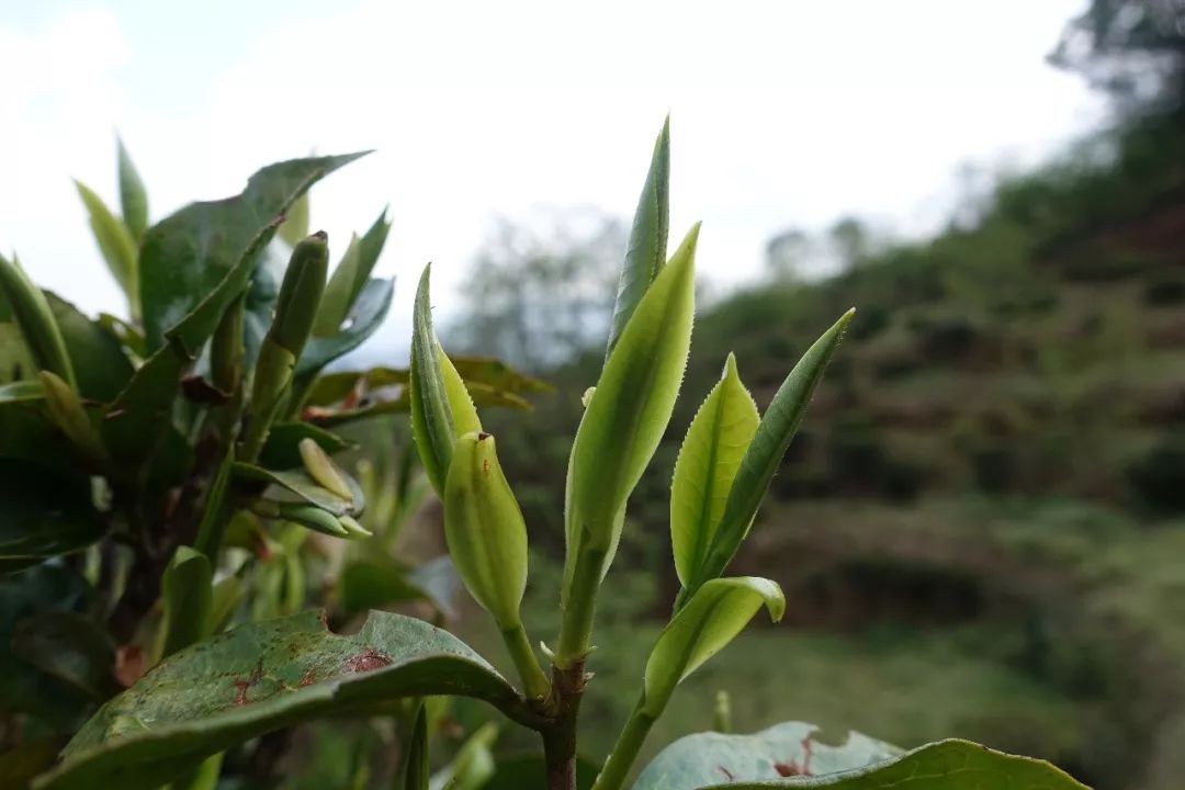 云南的气候对于茶叶生长可谓得天独厚
