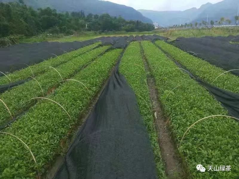 2000万株茶苗，6大高新优茶树品种，在蕉城就能购到！