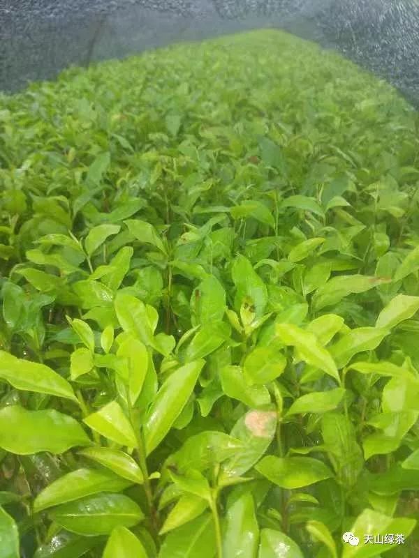 2000万株茶苗，6大高新优茶树品种，在蕉城就能购到！