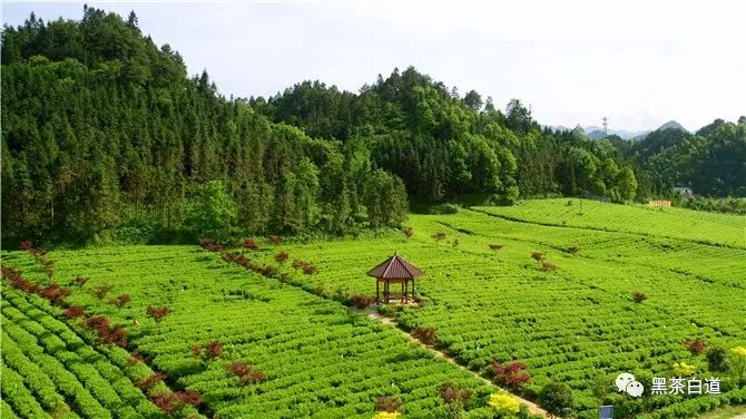 湖南华莱：初夏茶留香万亩茶园育好茶