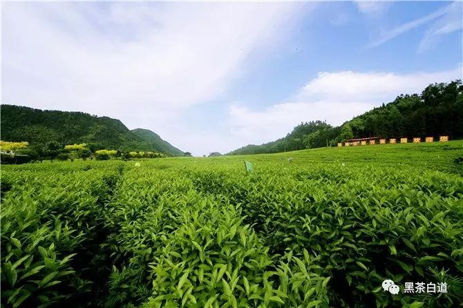 湖南华莱：初夏茶留香万亩茶园育好茶
