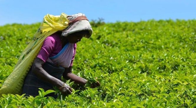 非洲，世界茶产业的半壁江山