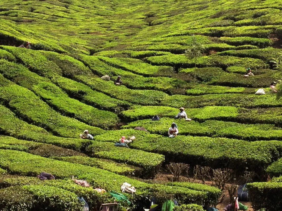 非洲，世界茶产业的半壁江山