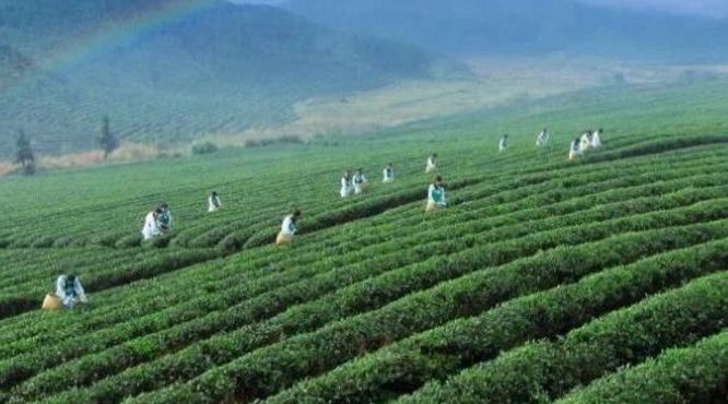 茶园管理“三统一”提升品质强产业