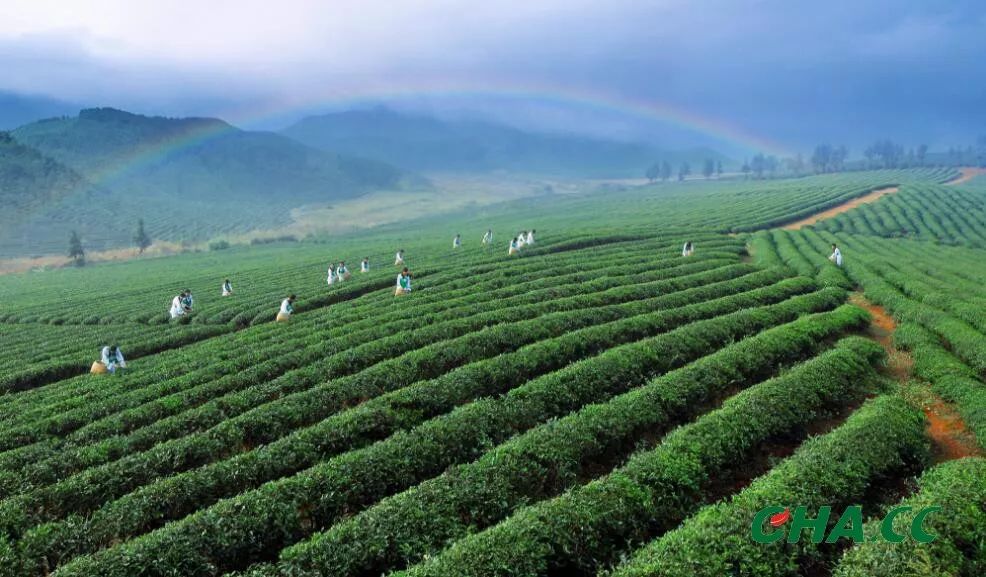 茶园管理“三统一”提升品质强产业