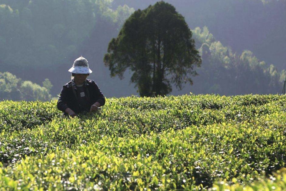 小茶叶有“大作为”：“茶e有道”茶产业扶贫采购活动地区介绍-陕西紫阳