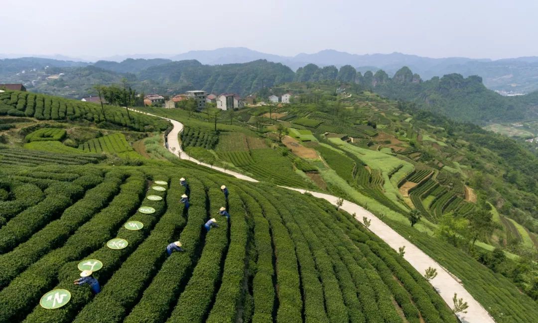 云上茶乡，灵秀东茗系列报道之茶匠造就茶业未来