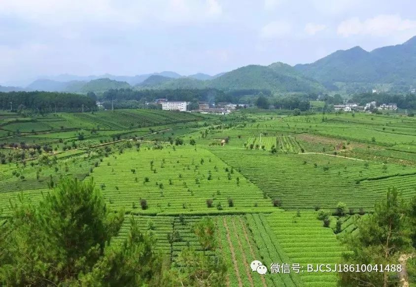 【小茶叶有“大作为】“茶e有道”茶产业扶贫采购活动地区介绍-贵州凤冈