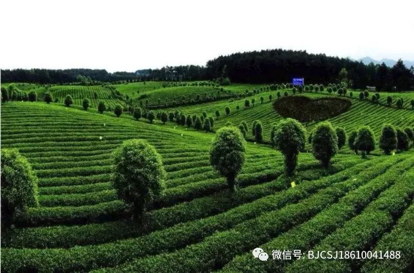 【小茶叶有“大作为】“茶e有道”茶产业扶贫采购活动地区介绍-贵州凤冈