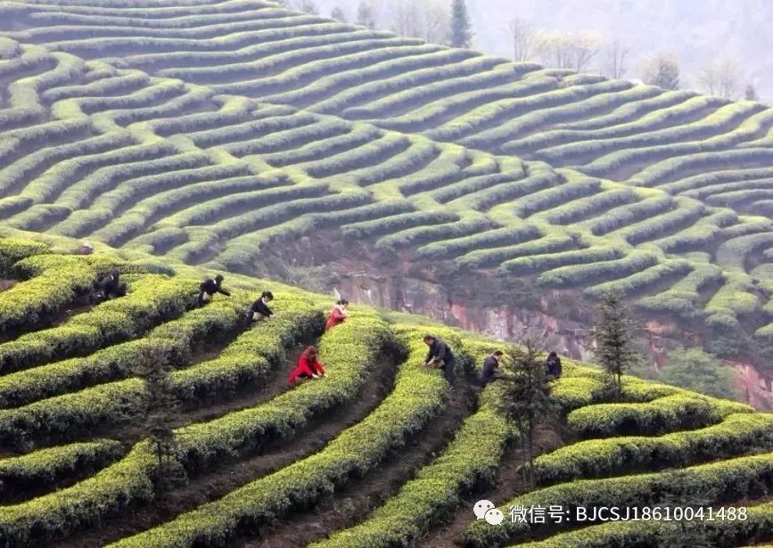 【小茶叶有“大作为】“茶e有道”茶产业扶贫采购活动地区介绍-泸州纳溪区
