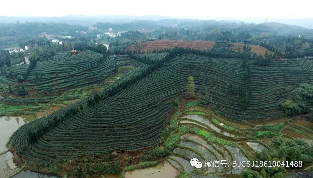 【小茶叶有“大作为】“茶e有道”茶产业扶贫采购活动地区介绍-泸州纳溪区