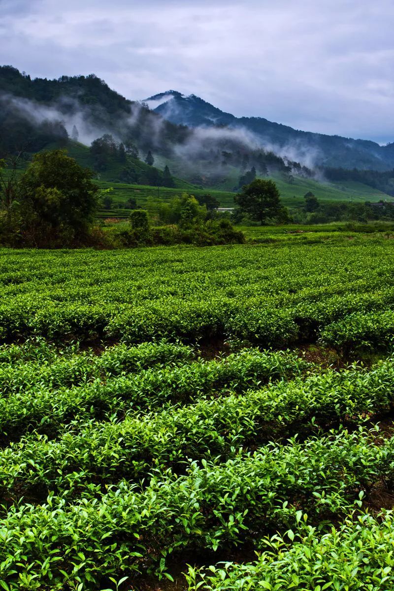 中国四大名茶产区分布