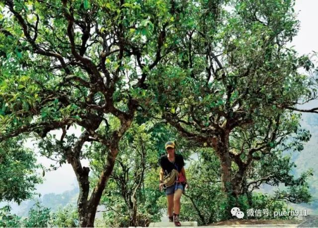 云南大叶种，世界茶树的基因库