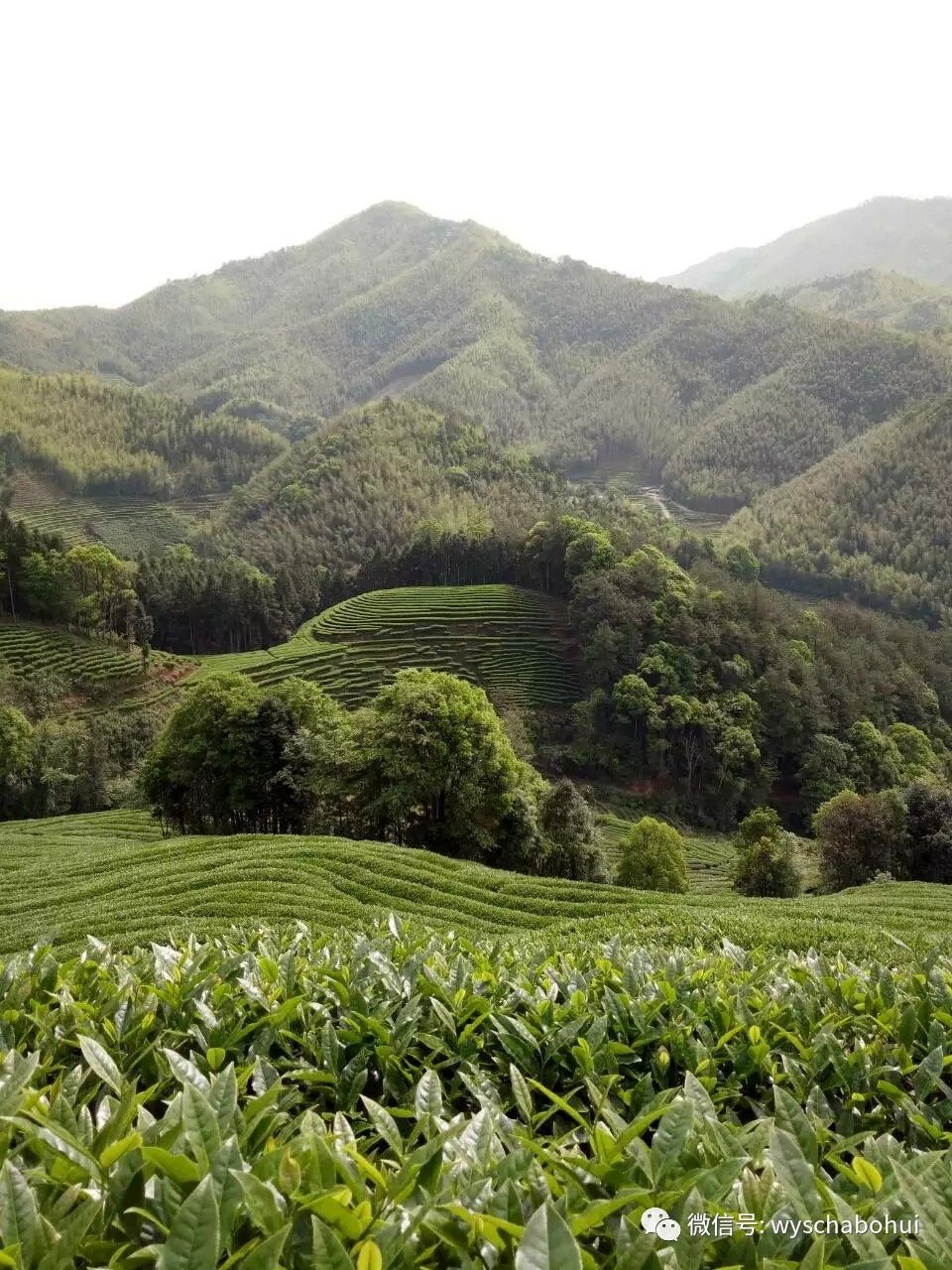武夷高山生态茶有话说