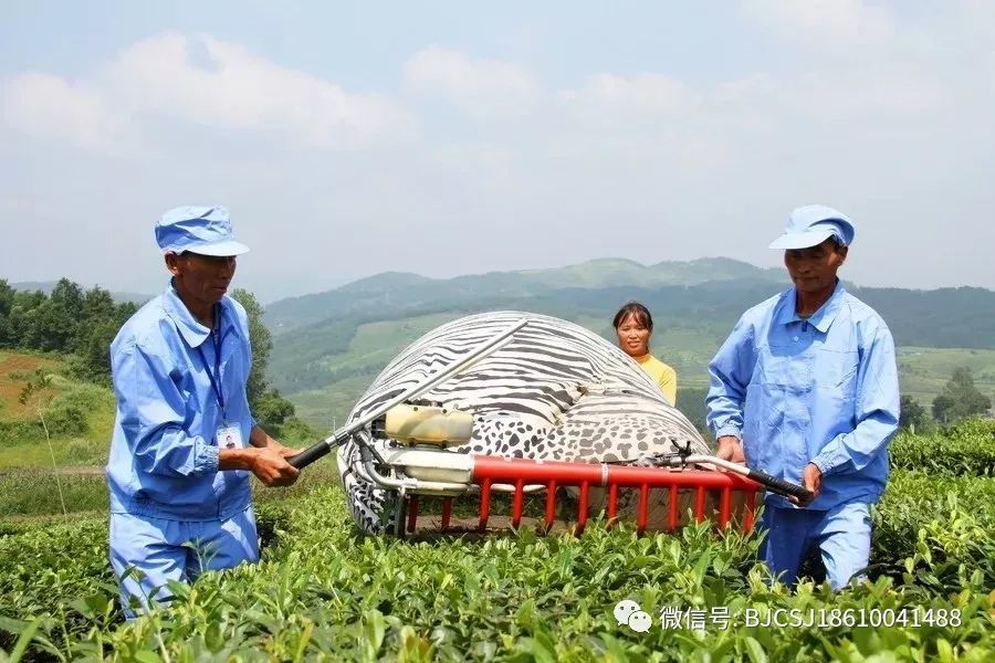 贵州茶产业的四个“十年”