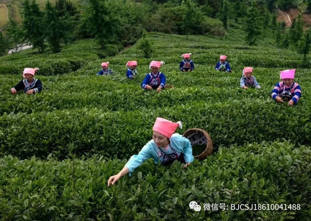 贵州茶产业的四个“十年”